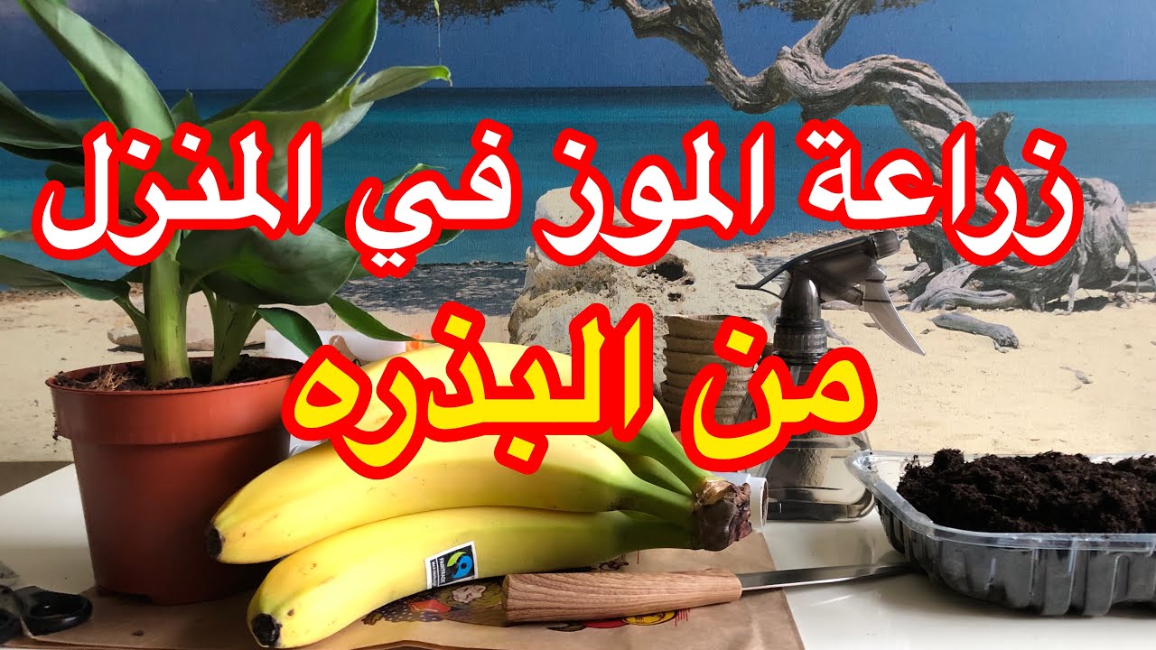 للمبتدئين اسهل طريقة لزراعة الموز في الاصيص في البيت من البذور حتى الحصاد 5 للمبتدئين اسهل طريقة لزراعة الموز في الاصيص في البيت من البذور حتى الحصاد