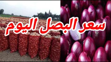 البصل هيوصل لكام ياترى .. رئيس شعبة الخضراوات يوضح انخفاض أسعار البصل في مصر رسميًا في هذا الموعد