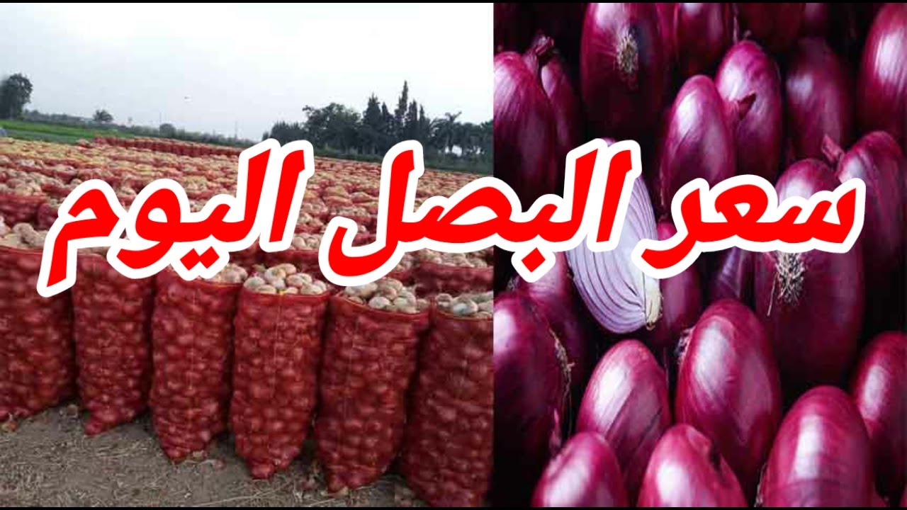 البصل هيوصل لكام ياترى .. رئيس شعبة الخضراوات يوضح انخفاض أسعار البصل في مصر رسميًا في هذا الموعد 5 البصل هيوصل لكام ياترى .. رئيس شعبة الخضراوات يوضح انخفاض أسعار البصل في مصر رسميًا في هذا الموعد