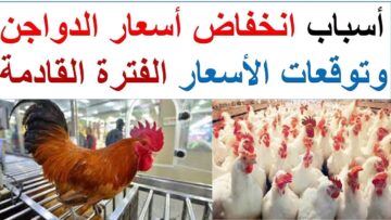 الفراخ بتعمل المستحيل لسعادتنا .. انخفاض أسعار الدواجن اليوم السبت 16/12/2023 وتوقعات بمزيد من الهبوط
