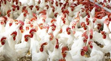 انخفاض أسعار الدواجن في مصر 1