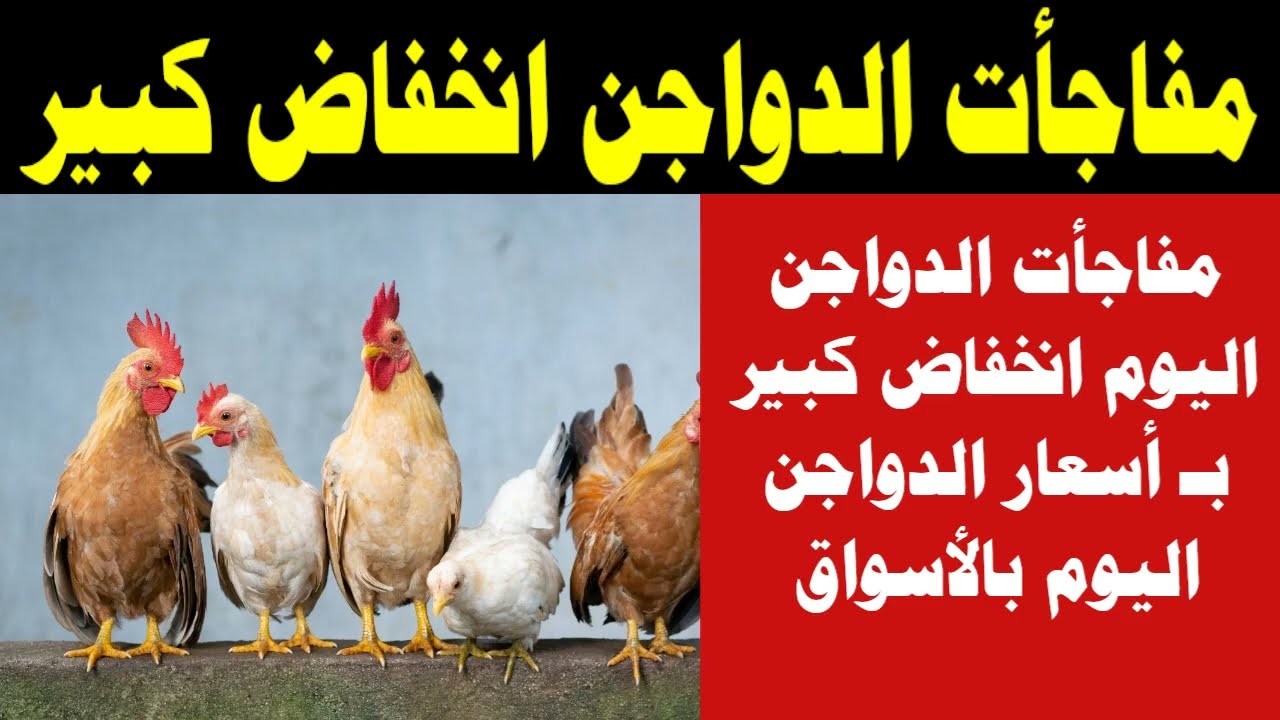 الفراخ رخصت وبتفرحنا تاني .. انخفاض أسعار الدواجن اليوم السبت 2/12/2023 وأسعار البيض والكتاكيت الحقوا خزنوا 2 الفراخ رخصت وبتفرحنا تاني .. انخفاض أسعار الدواجن اليوم السبت 2/12/2023 وأسعار البيض والكتاكيت الحقوا خزنوا