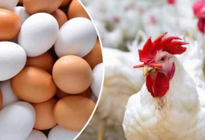 الفراخ بتقولنا لسه الفرحة مستمرة .. انخفاض جديد في أسعار الدواجن اليوم الأحد 3/12/2023 وبشرى خير للمربيين
