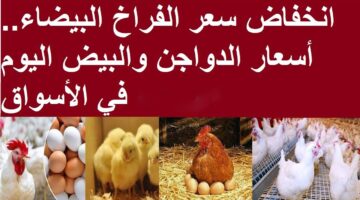 انخفاض سعر الدواجن في مصر
