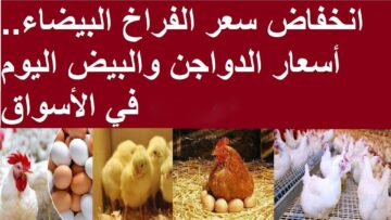 الفراخ مدلعاكم ع الآخر وبتنزل عشانكم .. انخفاض سعر الدواجن في مصر اليوم الأربعاء 20/12/2023 في الأسواق