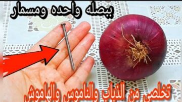 لو عندك بصلة ومسمار هتقضي علي الصراصير بدون عودة وصفة سحرية سريعة وفعالة