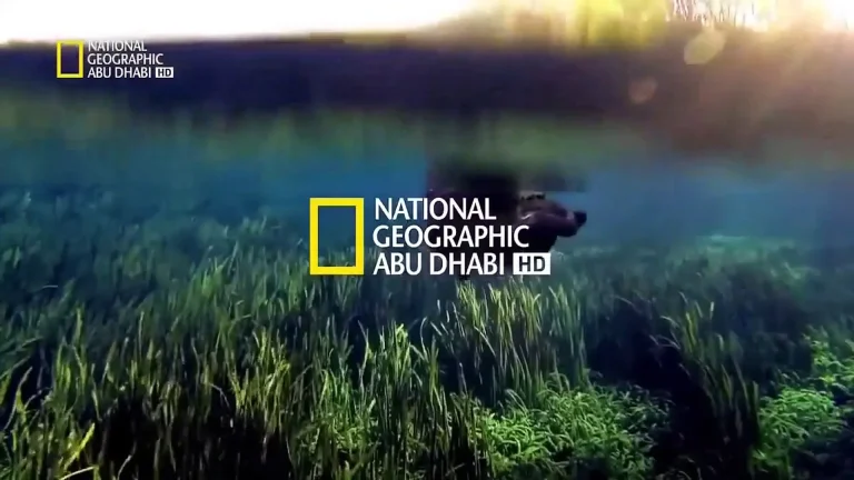 اضبط الآن...تردد قناة ناشيونال جيوغرافيك National Geographic على النايل سات والعرب سات 5 اضبط الآن…تردد قناة ناشيونال جيوغرافيك National Geographic على النايل سات والعرب سات