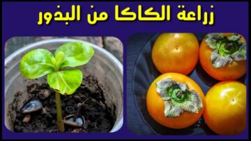 طريقة زراعة فاكهة الكاكا بخطوات ناجحة في منزلك أو بحديقتك.. وكمان كيف تعتني بالشجرة