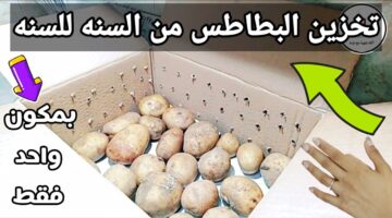 سر من أسرار التجار. طريقة تخزين وحفظ البطاطس من السنه للسنه بدون ما يتغير لونها ولا طعمها12