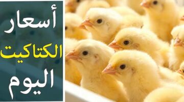 سعر الكتاكيت في مصر 1