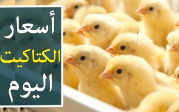 الكتكوت بيفرح المواطنين .. سعر الكتاكيت في مصر اليوم السبت 9/12/2023 ومفاجآت كبرى للجميع