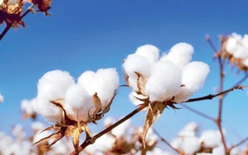 هام للفلاحين.. كم سعر قنطار القطن اليوم السبت 16-12-2023