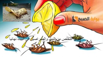 طرق التخلص من النمل والصراصير في البيت نهائيا