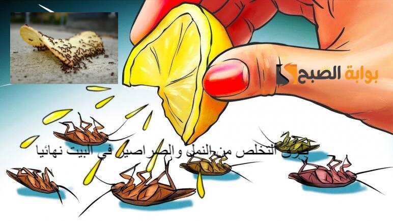 طرق التخلص من النمل والصراصير في البيت نهائيا 5 طرق التخلص من النمل والصراصير في البيت نهائيا