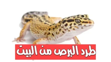 بدون لمس.. طرد البرص او الوزغ من المنزل فى ثوانى بكل سهولة بدون تكاليف ولا مبيدات بطريقة مجربة ومضمونة
