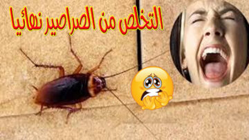 طريقة القضاء على الصراصير الصغيرة في المنزل بدون رش أو مبيدات وبأمان تام