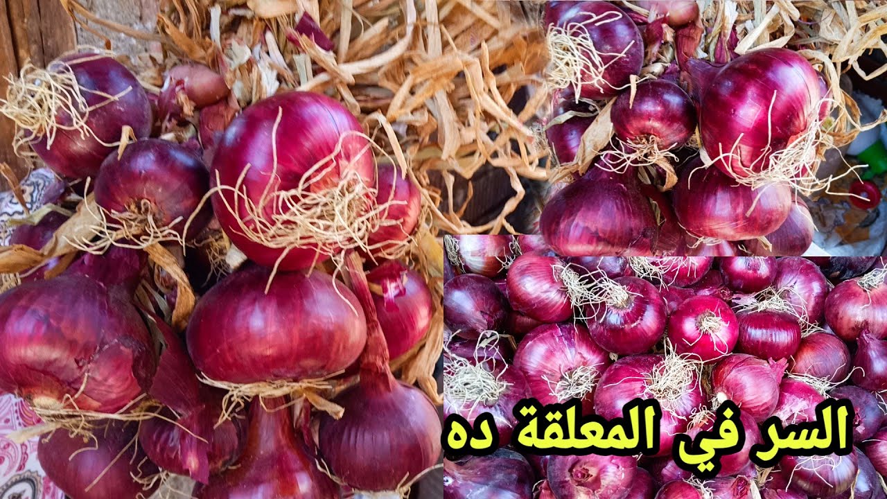 سر تخزين البصل بسهولة لفترة طويلة.. طرق فعالة للحفاظ على البصل من السنة للسنة 5 سر تخزين البصل بسهولة لفترة طويلة.. طرق فعالة للحفاظ على البصل من السنة للسنة