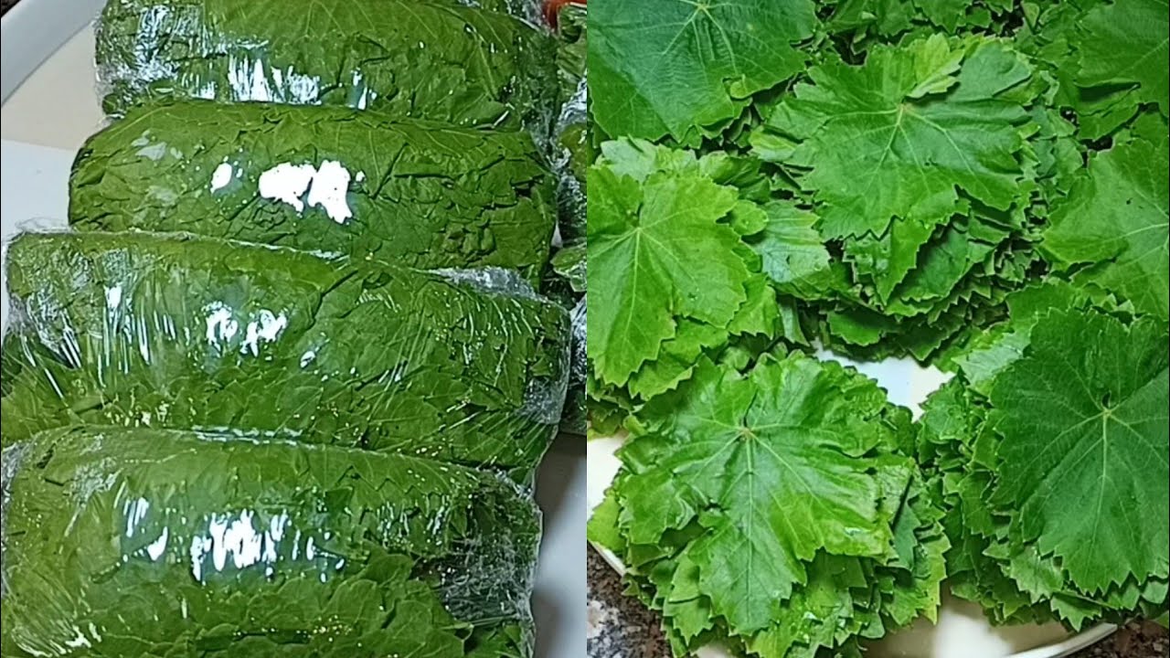 هتطلعيه كأنه طازة.. أفضل طريقة لتخزين ورق العنب من السنة للسنة 5 هتطلعيه كأنه طازة.. أفضل طريقة لتخزين ورق العنب من السنة للسنة
