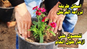 أزرعي ووفري.. طريقة زراعة القرنفل بإحترافية في منزلك بخطوات وأدوات بسيطة جداً