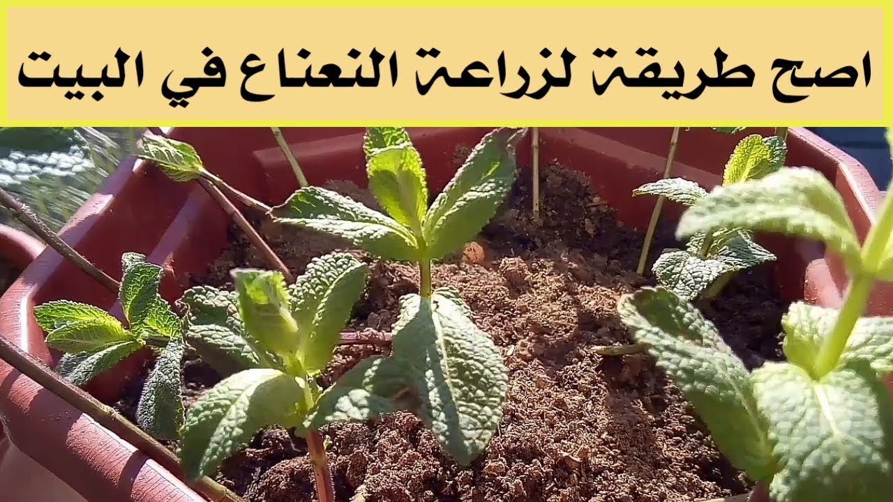 طريقة زراعة النعناع في المنزل بخطوات بسيطة وهتحصدى أحلى طعم وريحة ونضافة