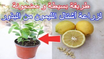 ده وقته.. وفري فلوس مع طريقة زرع الليمون في المنزل بأقل مجهود هتحصل على كمية ثمار كبيرة