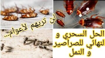 جربتي كل شيء ولم تسطيعي التخلص على النمل إليك الحل النهائي للتخلص من النمل لأعوام