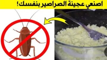 عجينة سحرية للتخلص من الصراصير بمكونات من المنزل مش هتخليكي تلاقي أي حشرة