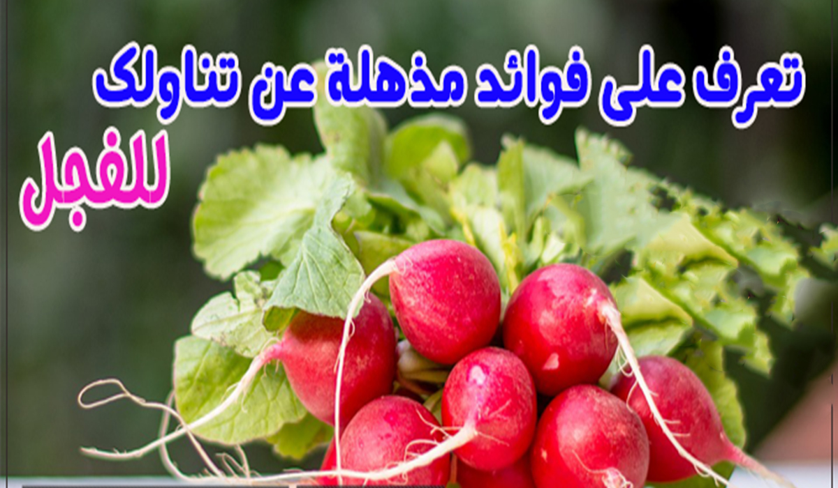 تناول الفجل في الشتاء وأخسر وزنك الزائد في أيام بدون تكاليف 2 تناول الفجل في الشتاء وأخسر وزنك الزائد في أيام بدون تكاليف