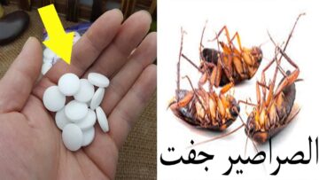 افضل وصفة على وجه الأرض للتخلص من الصراصير والنمل نهائيا بدون رجوعها مرة أخرى