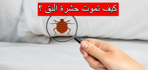 ما الشيء الذي يكرهه البق؟ تعرف على أهم 4 روائح لطرده من المنزل 5 ما الشيء الذي يكرهه البق؟ تعرف على أهم 4 روائح لطرده من المنزل