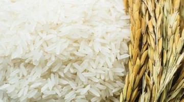 مسجلا تراجع اليوم. سعر أرز الشعير في مصر الأربعاء 20 ديسمبر 2023 وهذا السعر الجديد 2