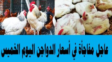 مفاجأة في أسعار الدواجن 1