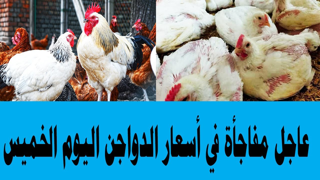 الفراخ فرحت قلوبنا .. مفاجأة في أسعار الدواجن اليوم الخميس 21/12/2023 وانخفاض جديد يسعد القلوب 5 الفراخ فرحت قلوبنا .. مفاجأة في أسعار الدواجن اليوم الخميس 21/12/2023 وانخفاض جديد يسعد القلوب