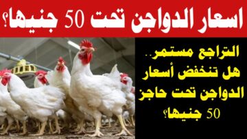 الفراخ بتهادي المستهلكين .. مفاجأة في أسعار الدواجن اليوم الخميس 14/12/2023 والبيض