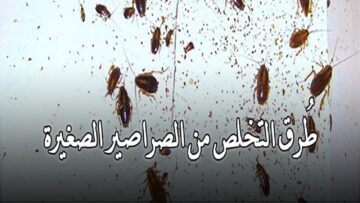مش هتظهر تاني.. طريقة القضاء على الصراصير الصغيرة في المطبخ المزعجة