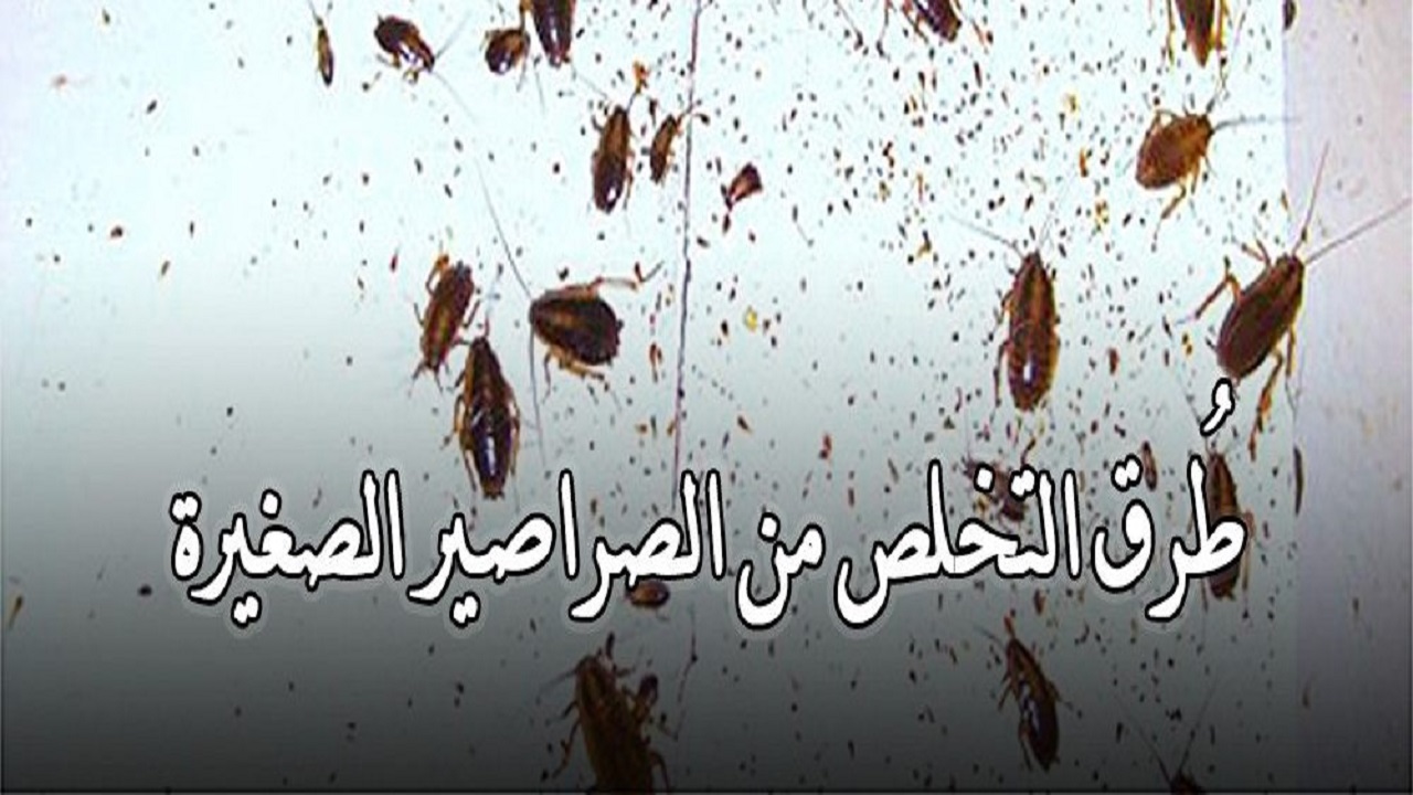 مش هتظهر تاني.. طريقة القضاء على الصراصير الصغيرة في المطبخ المزعجة 5 مش هتظهر تاني.. طريقة القضاء على الصراصير الصغيرة في المطبخ المزعجة