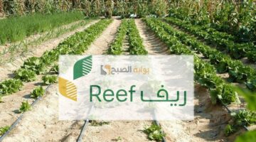 من يستحق دعم ريف