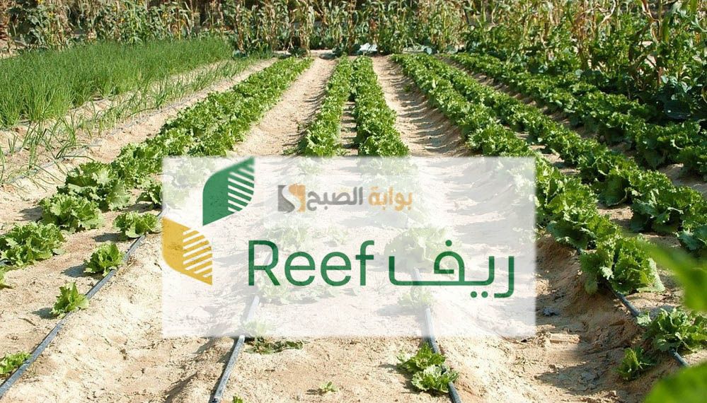 من يستحق دعم ريف وكيفية الاستعلام عن الأهلية 1445
