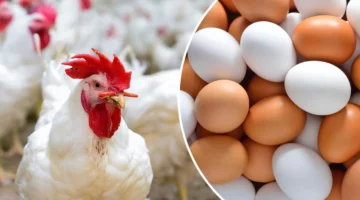 هبوط أسعار الدواجن في البورصة