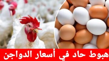 الفراخ هترجع لطبيعتها اشتري وربي براحتك .. هبوط بورصة الدواجن اليوم الاثنين 11/12/2023 وانخفاض جديد للفراخ البيضاء