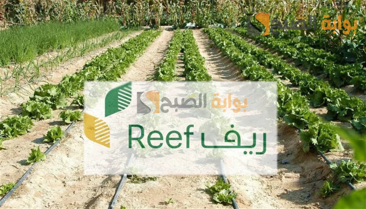 هل يمكن التسجيل فى ريف بدون مشروع؟ الزراعة تجيب 5 هل يمكن التسجيل فى ريف بدون مشروع؟ الزراعة تجيب
