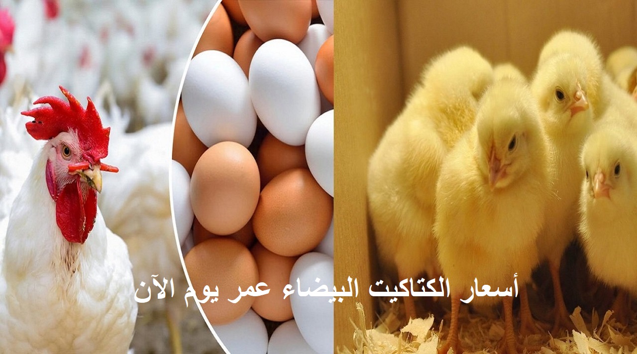 أسعار الكتاكيت| ارتفاع سعر الكتكوت الأبيض اليوم تزامناً مع ارتفاع أسعار الفراخ والأعلاف 5 أسعار الكتاكيت| ارتفاع سعر الكتكوت الأبيض اليوم تزامناً مع ارتفاع أسعار الفراخ والأعلاف