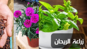 بأسهل الخطوات رائحة بيتك عطرية وتجنن اعرفي طريقة عبقرية لزراعة القرنفل والريحان في المنزل