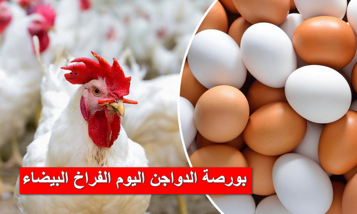 بورصة الدواجن اليوم الفراخ البيضاء والبلدي والكتاكيت والبط الأحد 28/1/2024 2 بورصة الدواجن اليوم الفراخ البيضاء والبلدي والكتاكيت والبط الأحد 28/1/2024
