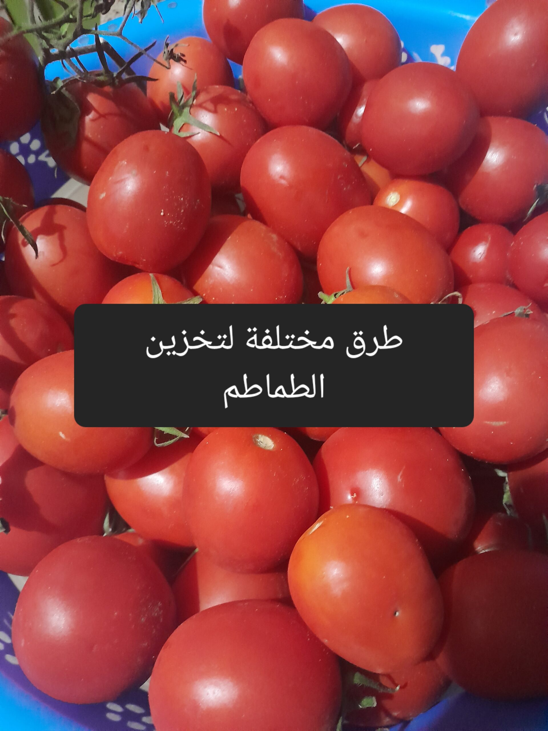قبل غلاء سعرها مرة أخرى .. تعرفي على طرق مختلفة لتخزين الطماطم