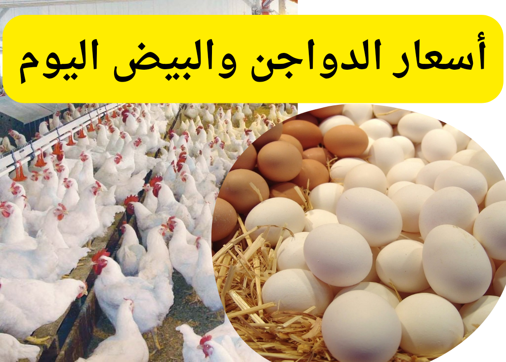 الحق اشتري…هبوط أسعار الدواجن والبيض اليوم الأحد 7 يناير 2024 في البورصة والأسواق تزامنًا مع عيد الميلاد