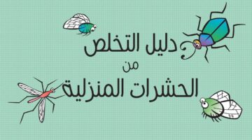 6 نصائح للقضاء على الحشرات المنزلية