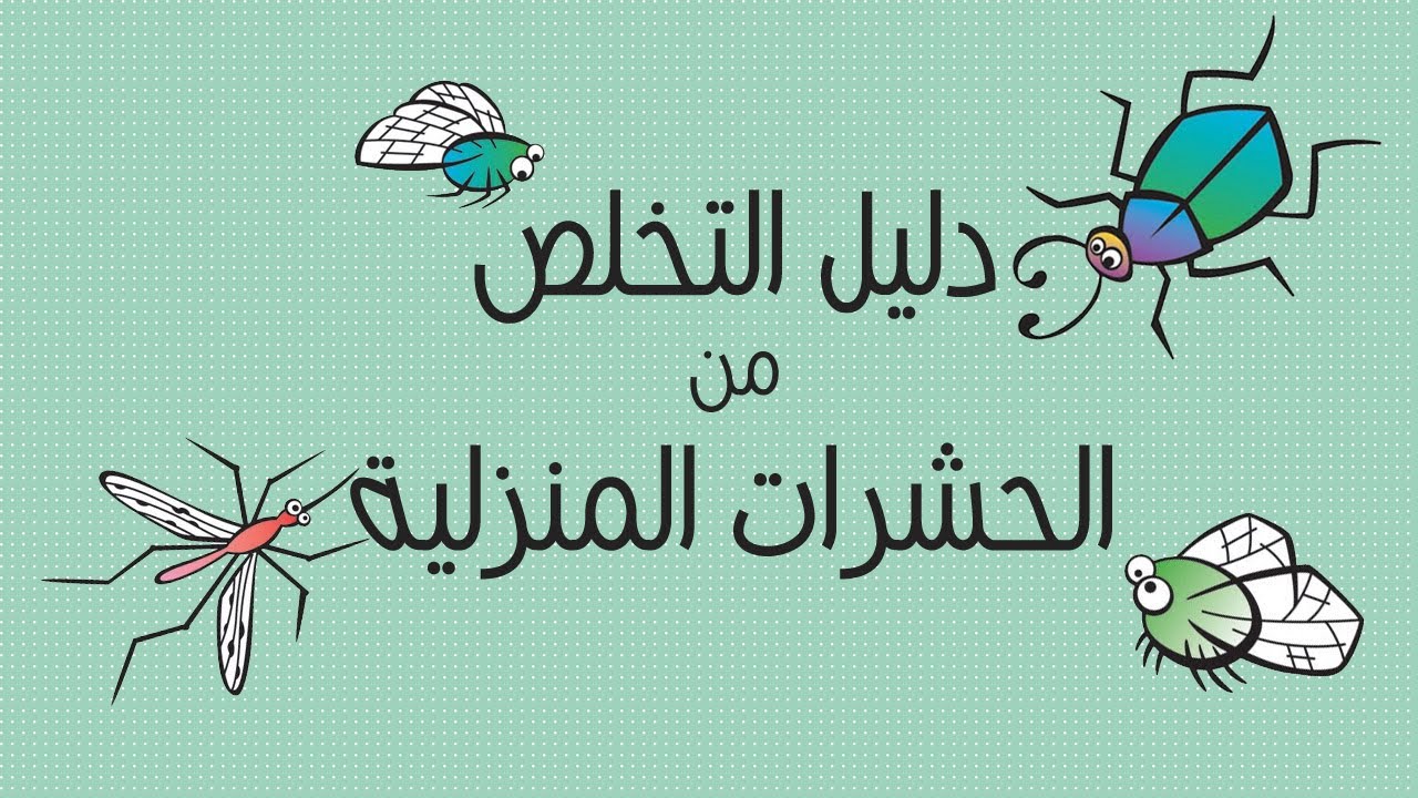 6 نصائح للقضاء على الحشرات المنزلية .. أهمها الحفاظ على النظافة وتهوية المنزل