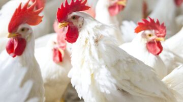 6074af6eb1342019497540db Biofeed Poultry Challenges1 p 2000