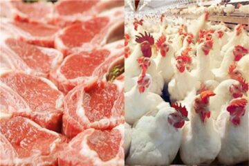 الفراخ بكام النهارده.. مفاجأة غير متوقعة في اسعار الفراخ اليوم الجمعة 26 يناير 2024